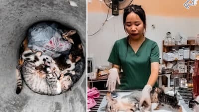 Mother Cat and Kittens Rescued from Cement Pipe