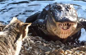 Brave Cat vs Crocodile: Fierce Battle, Who Survived?