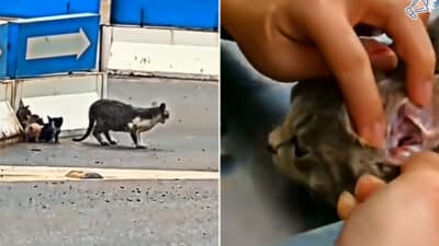 Cat and Kittens Rescued from Heavy Traffic