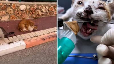 Helping an Injured Cat: What You Should Do