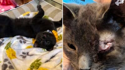 Abused Kitten Purrs Despite Pain, Finds Love