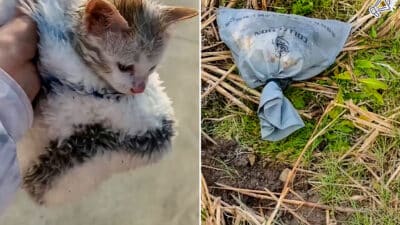 Heartless Woman Abandons Cat in Tied Sack