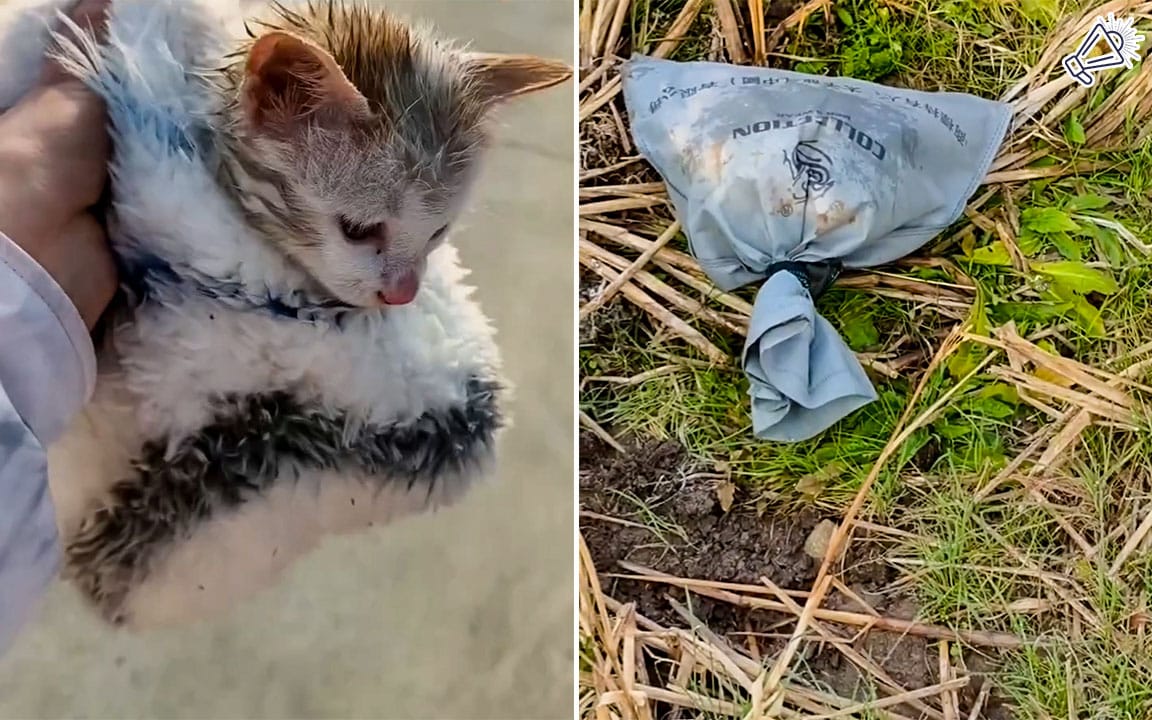 Heartless Woman Abandons Cat in Tied Sack