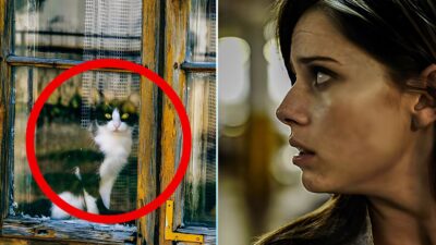 Cat Stares at Neighbor’s Window: The Shocking Truth Revealed