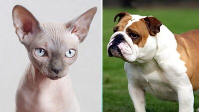 Bully Cats – An Unearthly Cross between Sphynx Cat and Bull Dog