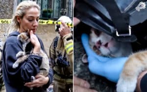 Cat Rescued with CPR After Fire in Beyo Belu