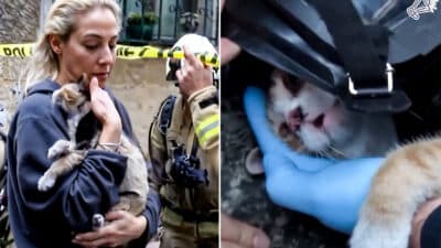 Cat Rescued with CPR After Fire in Beyo Belu