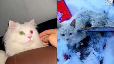 Cat Glued to Board in Snow Rescued by Family