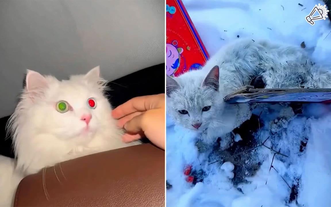 Cat Glued to Board in Snow Rescued by Family