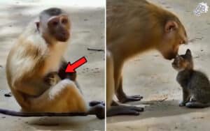 Monkey Adopts Kitten, Showing Pure Unconditional Love