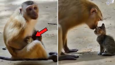 Monkey Adopts Kitten, Showing Pure Unconditional Love