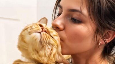 Stray Cat Saves Owner from Thieves: A Heartwarming Tale of Loyalty