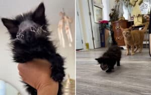 Blind Kitten Survives Brutal Dog Attack, Finds Hope