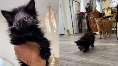 Blind Kitten Survives Brutal Dog Attack, Finds Hope