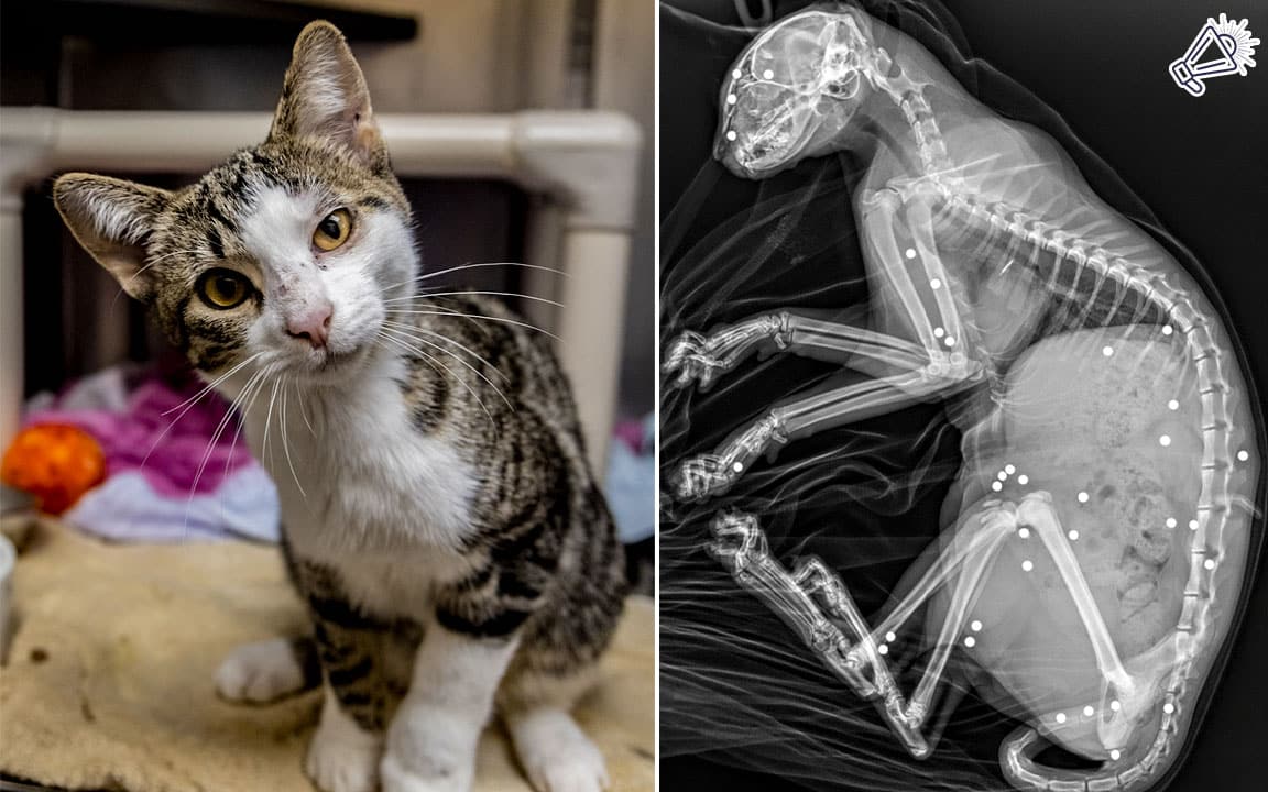 Kitten Shot 35 Times, Sugar Miraculously Survives