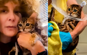 Seattle Team Rescues Bengal Kitten Battling Rare Illness