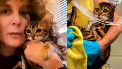 Seattle Team Rescues Bengal Kitten Battling Rare Illness