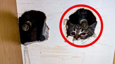 Mysterious Cat: She Found a Secret in the Walls