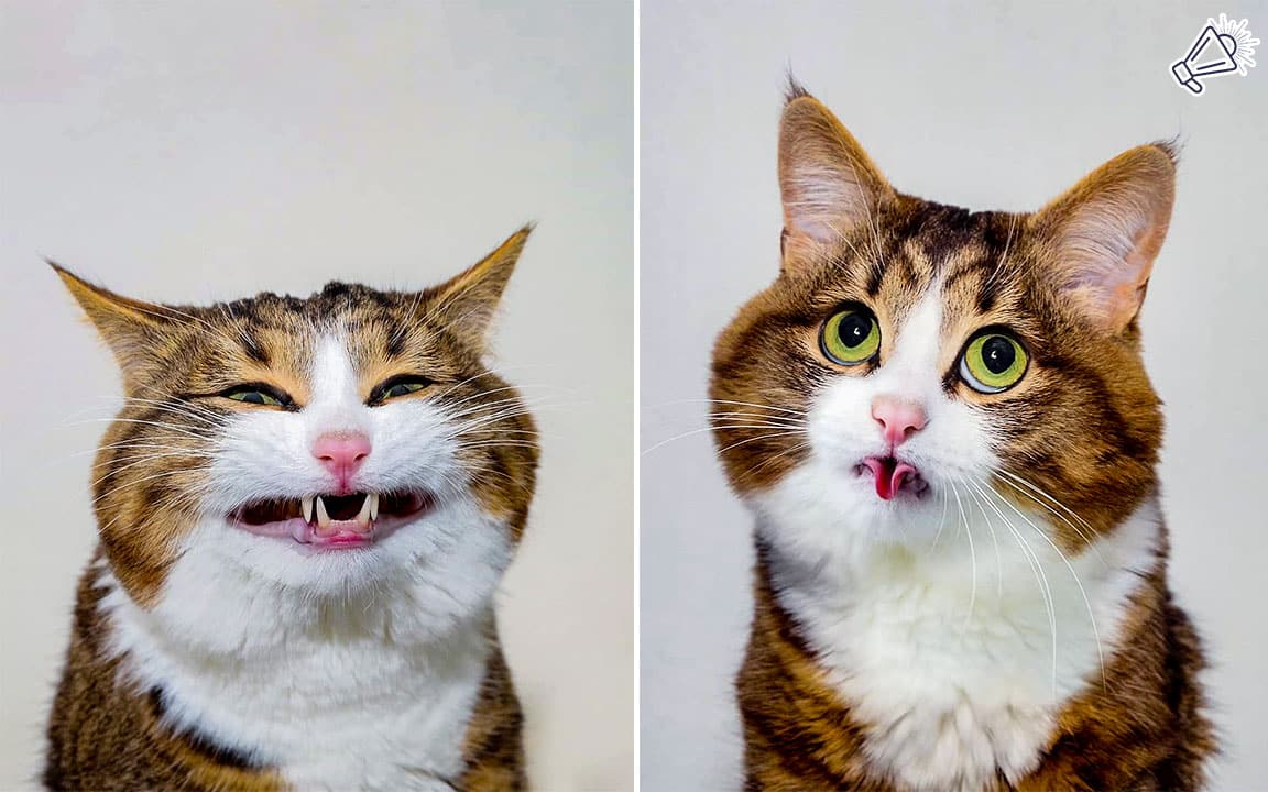 Rexie the Adorable Cat Wins Hearts Online