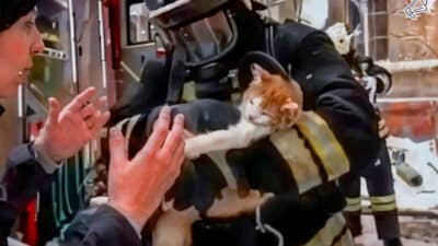 Firefighter Saves Cat’s Life with Oxygen Mask