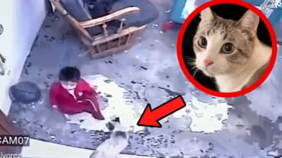 Hero Cat Saves Toddler from Falling Down Stairs