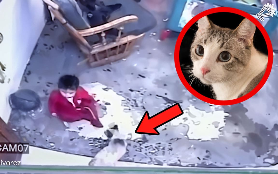 Hero Cat Saves Toddler from Falling Down Stairs