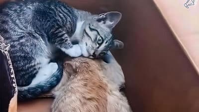 Grieving Cat Refuses to Leave His Brother’s Side: A Heartfelt Reminder of Pet Safety