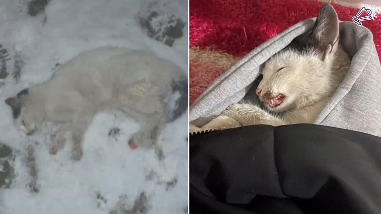 Cat Rescued from Freezing Snow Just in Time