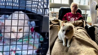 Shelter Cat Brings Joy to Nursing Home Residents