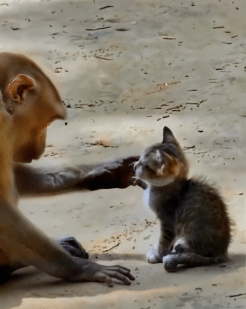 Monkey Adopts Kitten, Showing Pure Unconditional Love