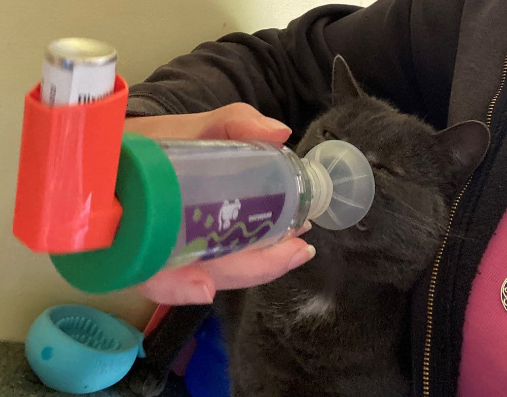 Feline Asthma: My Cat Oreo’s Journey to Recovery