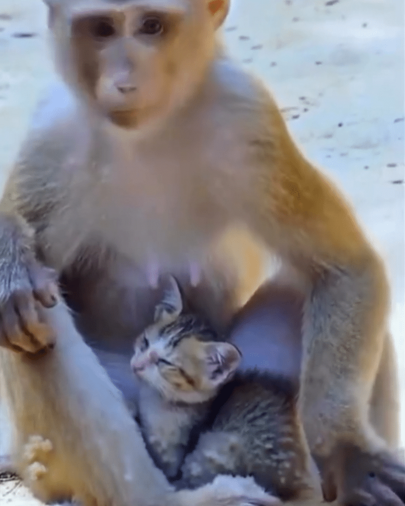 Monkey Adopts Kitten, Showing Pure Unconditional Love