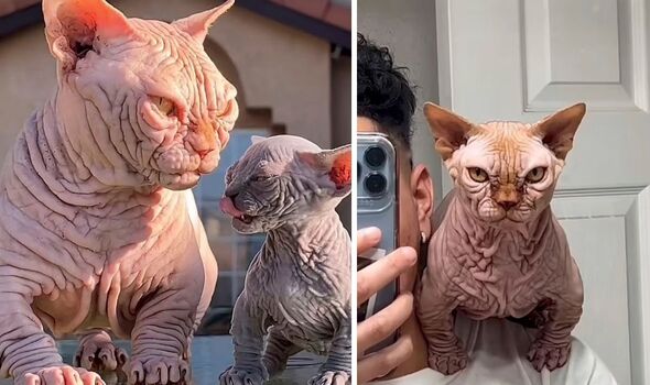 Bully Cats – An Unearthly Cross between Sphynx Cat and Bull Dog