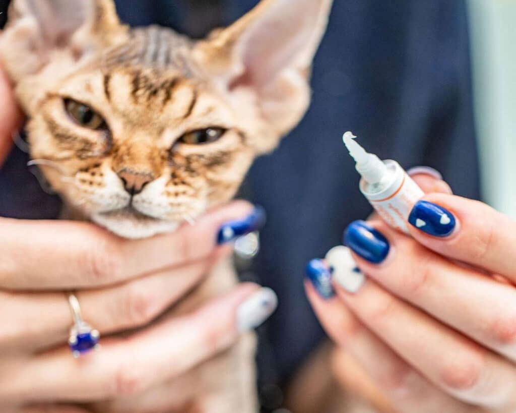 Regretting My Vet Choice for My Cat: A Painful Lesson