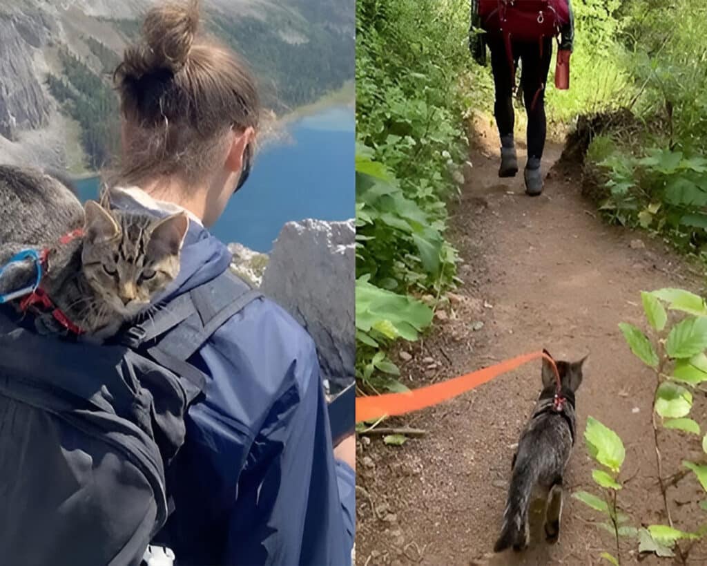 Losing My Beloved Cat Leo on a Hiking Trip