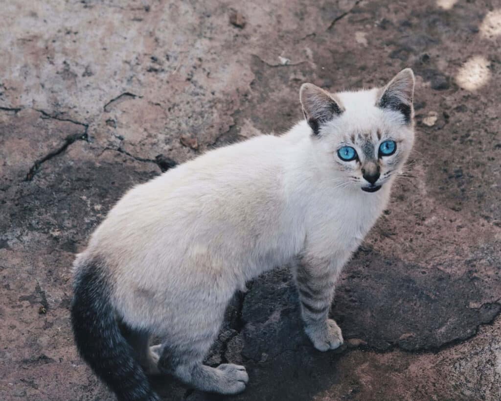 Ojos Azules: The Rare Blue-Eyed Cat Breed