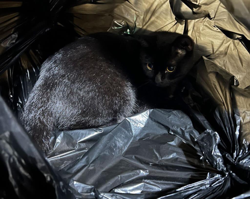 Rescuing a Cat Dumped in the Trash