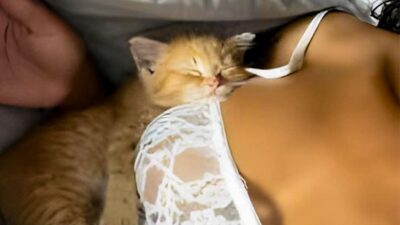 Model Reveals Heartbreaking Truth Behind Cat’s Unusual Affection