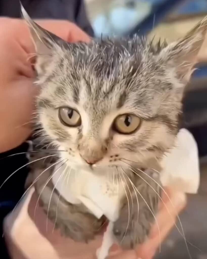 Cat Rescued After Getting Stuck in Pipe