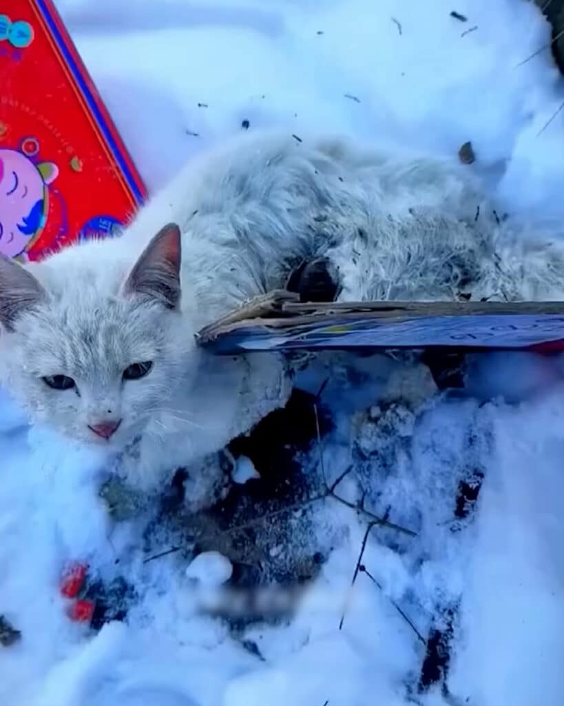 Cat Glued to Board in Snow Rescued by Family