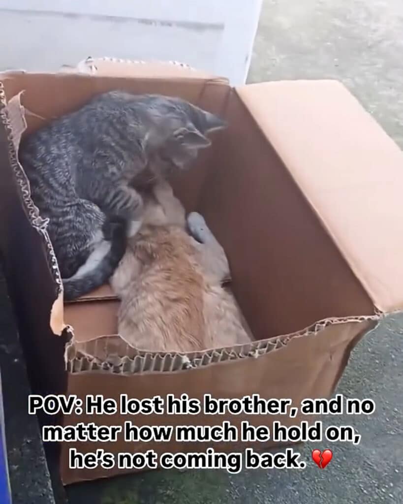 Grieving Cat Refuses to Leave His Brother’s Side