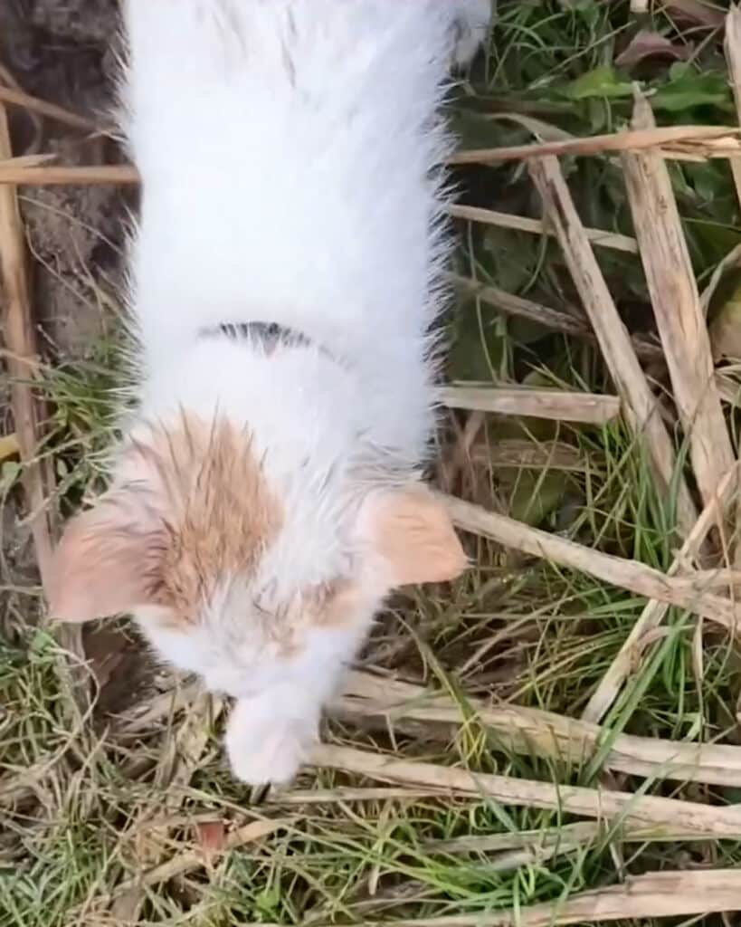 Heartless Woman Abandons Cat in Tied Sack