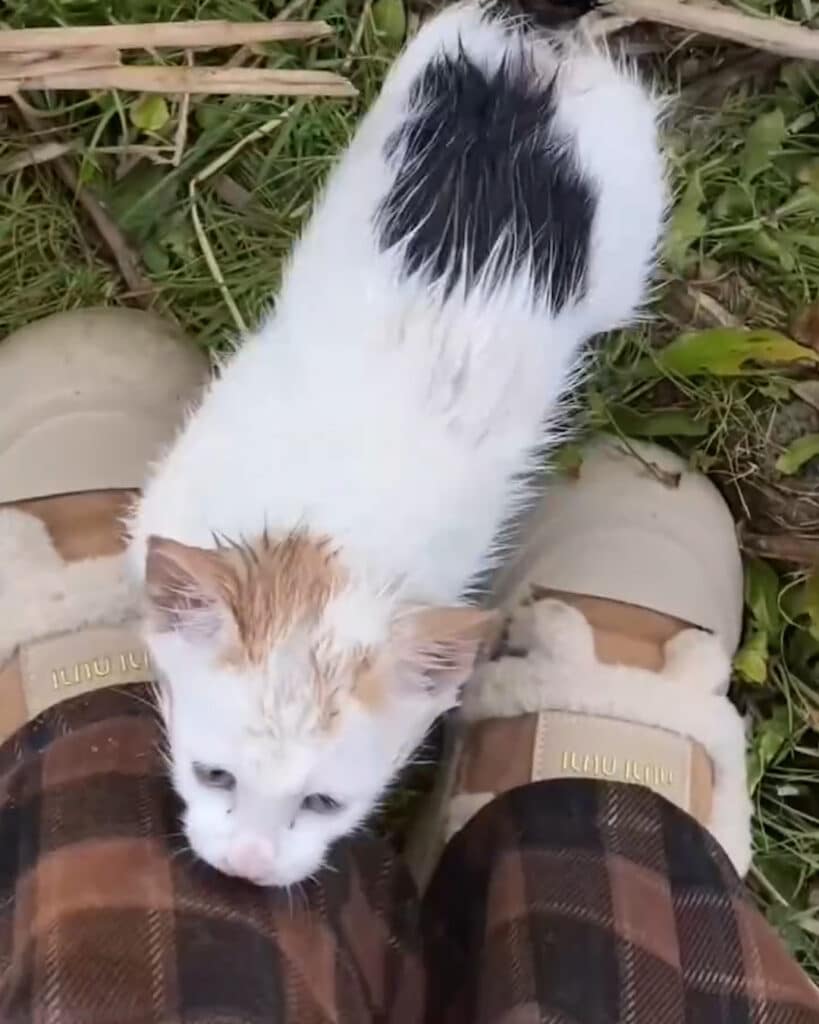 Heartless Woman Abandons Cat in Tied Sack