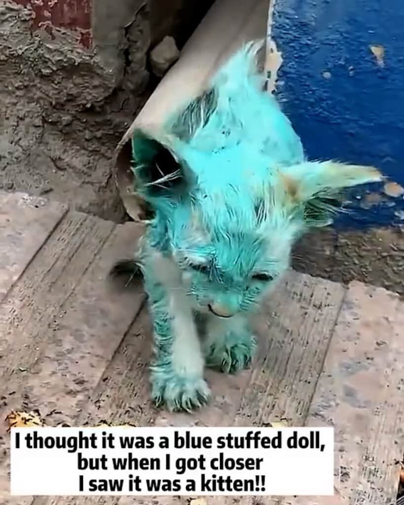 Kitten Painted Blue: A Heartwarming Rescue and Adoption Story