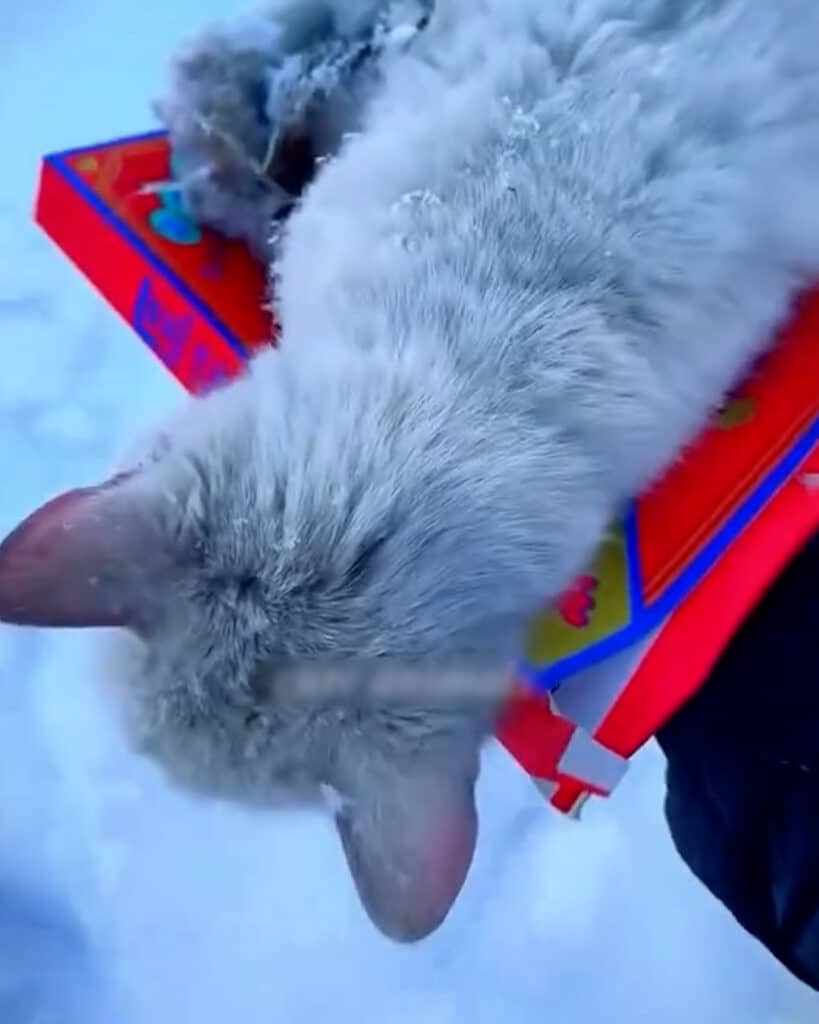 Cat Glued to Board in Snow Rescued by Family