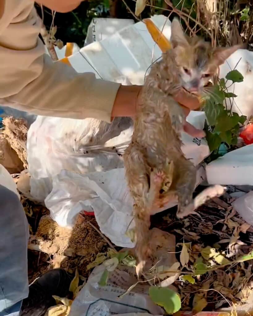 Tiny Kitten Rescued from Garbage, Fighting for Life