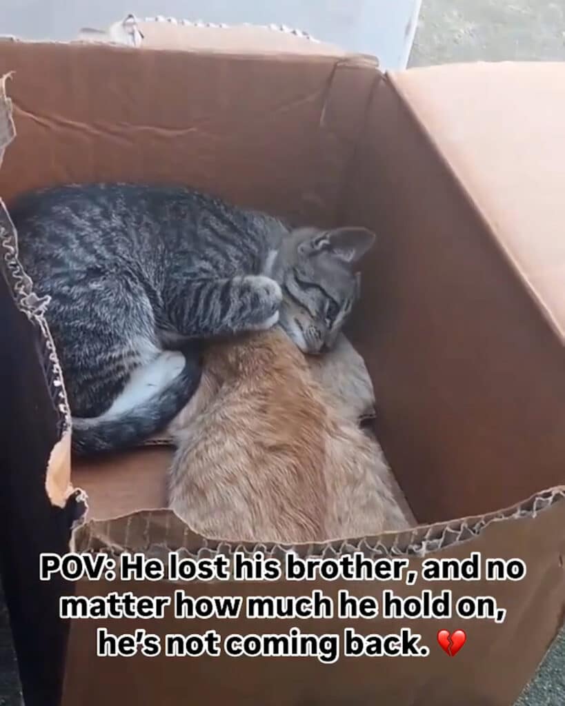 Grieving Cat Refuses to Leave His Brother’s Side