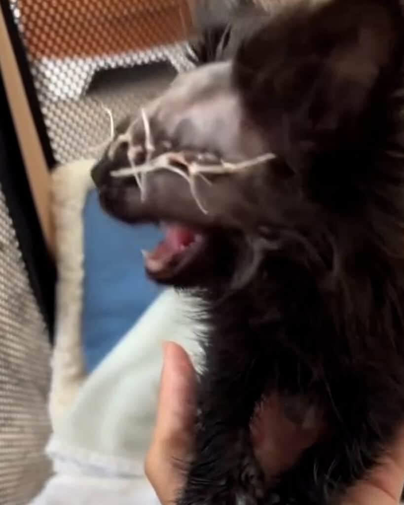 Blind Kitten Survives Brutal Dog Attack, Finds Hope