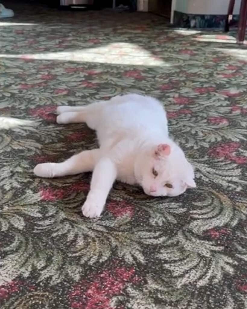 he's feeling sad laying on the carpet
