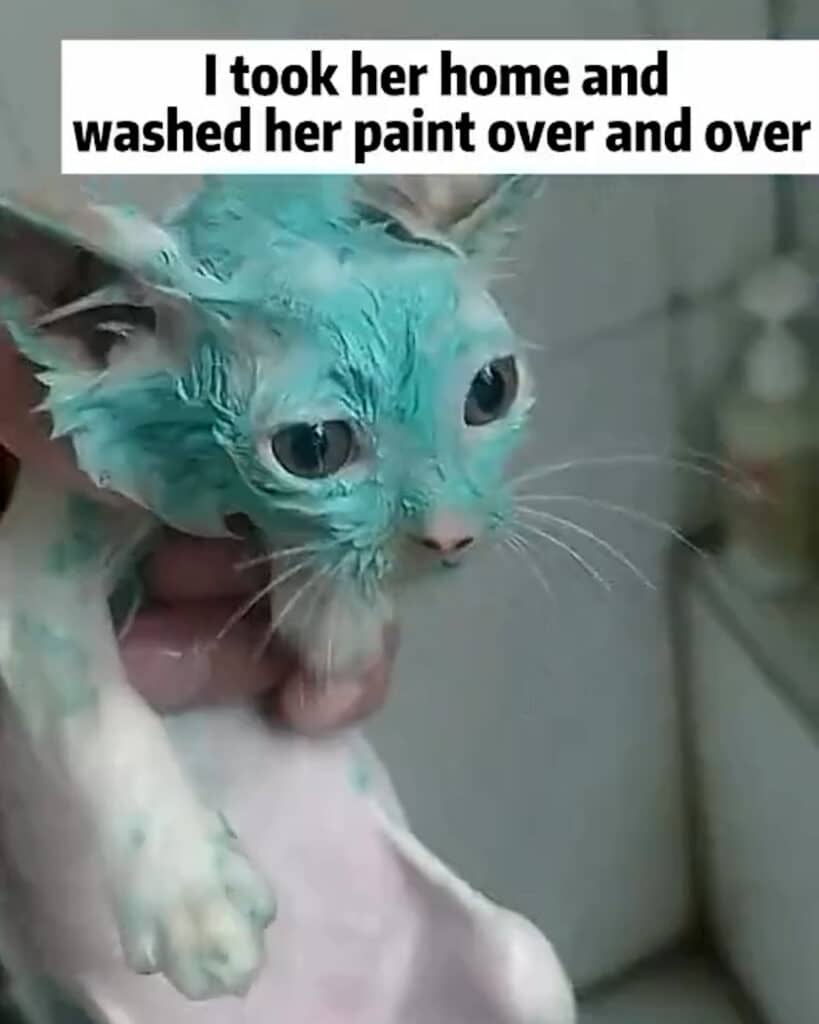 Kitten Painted Blue: A Heartwarming Rescue and Adoption Story